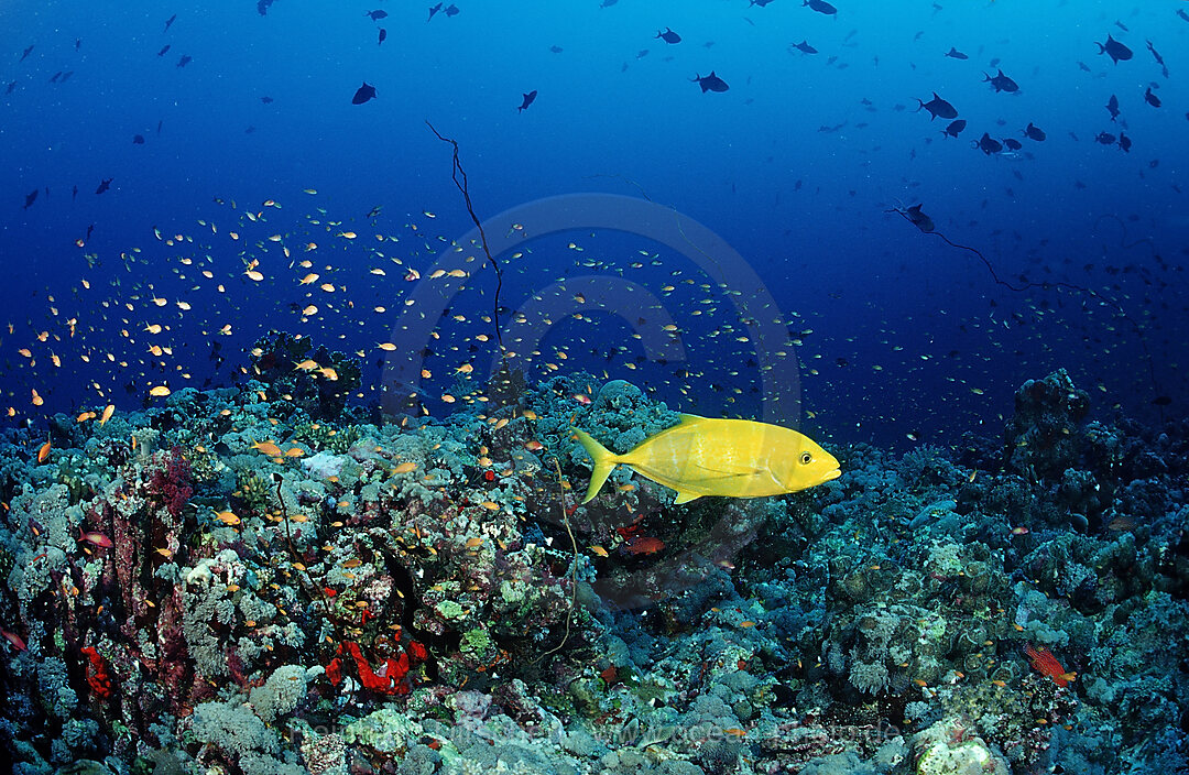 Jagende Zitronen-Stachelmakrele, Carangoides bajad, Afrika, Rotes Meer, Sudan