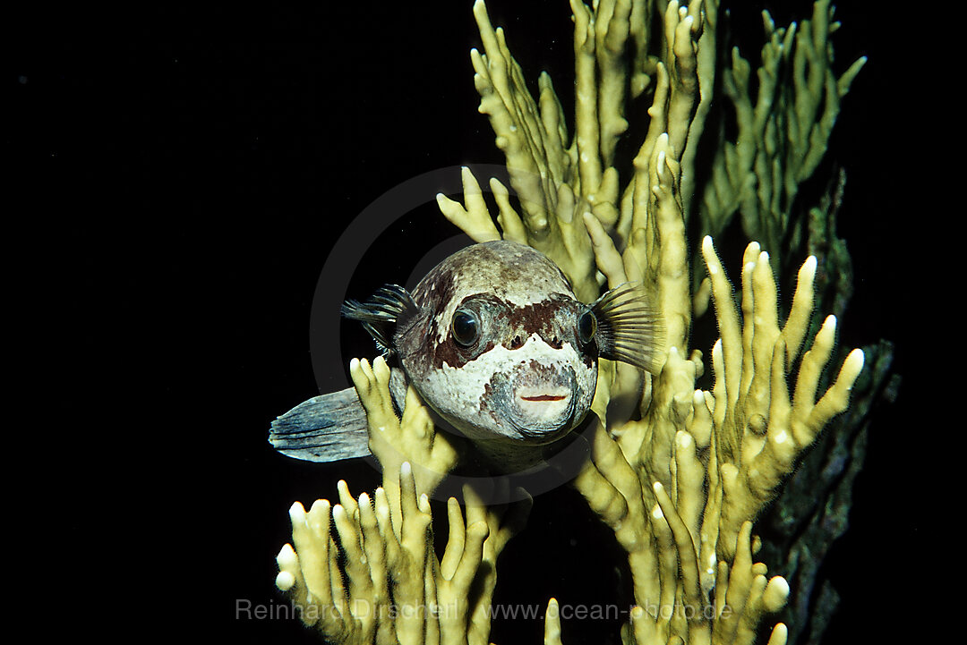 Blackspotted puffer