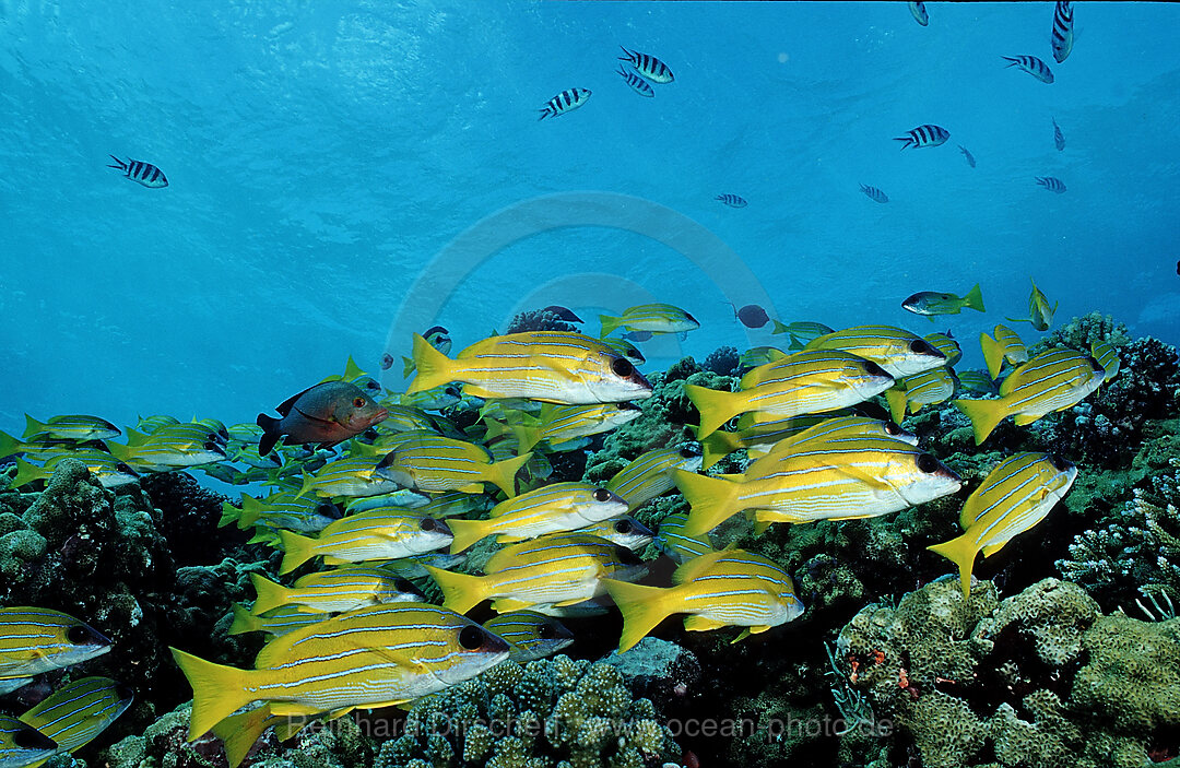 Blaustreifen-Schnapper, Lutjanus kasmira, Afrika, Rotes Meer, Sudan