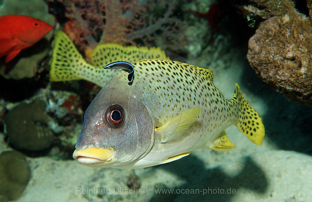 Rotmeer Suesslippe mit Putzerfisch, Plectorhinchus gaterinus, Labroides dimidiatus, Afrika, Rotes Meer, Sudan