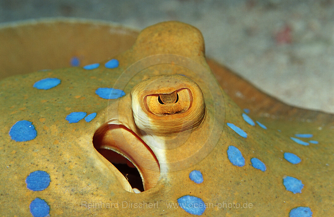 Bluespotted ribbontail ray, Taeniura lymma, Africa, Red Sea, Sudan