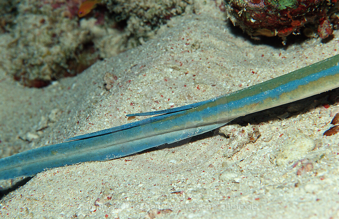 Spine of a Bluespotted ribbontail ray