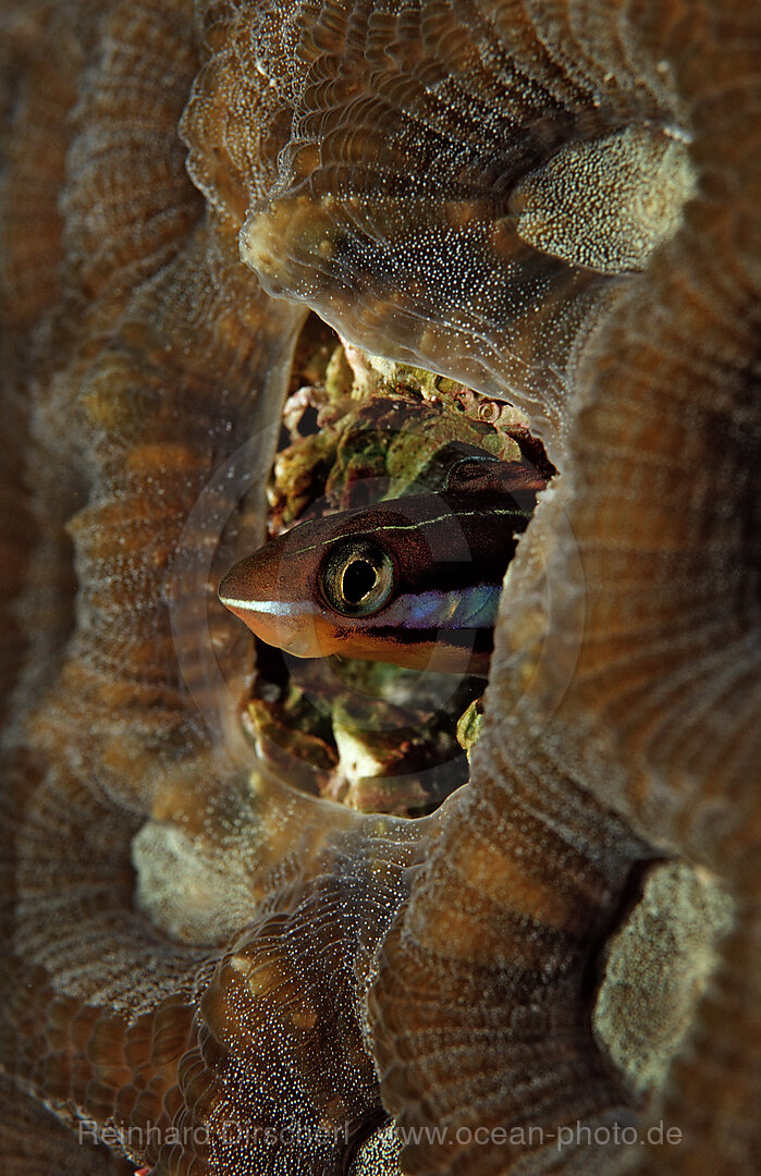 Bluestriped fangblenny