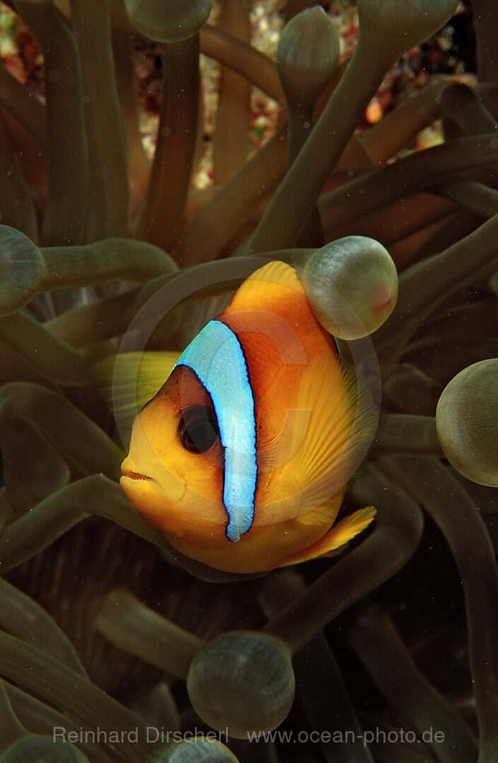 Rotmeer-Anemonenfisch, Amphiprion bicinctus, Afrika, Rotes Meer, Sudan