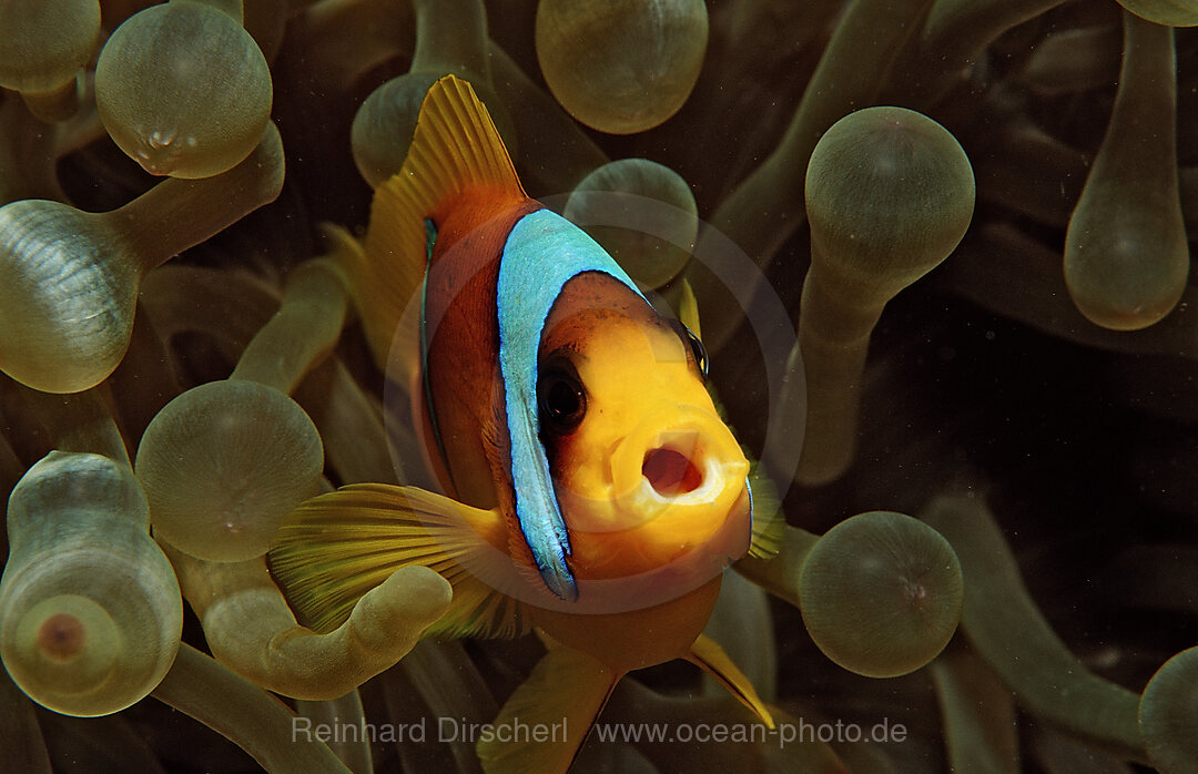 Rotmeer-Anemonenfisch