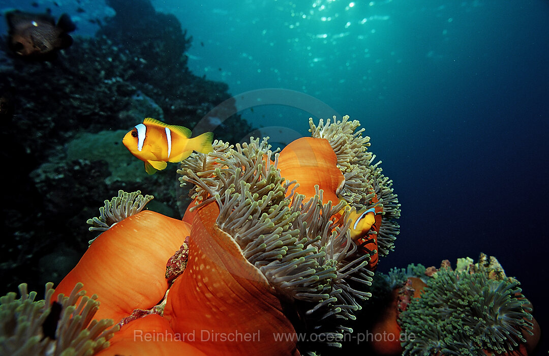Twobar anemone fishe