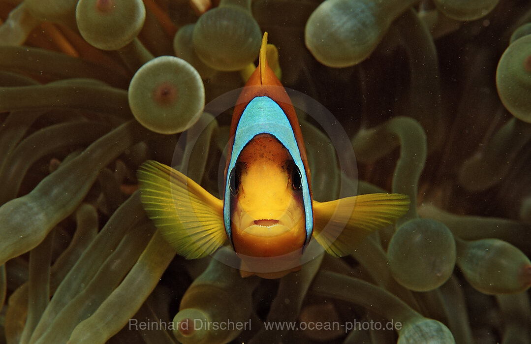 Rotmeer-Anemonenfisch
