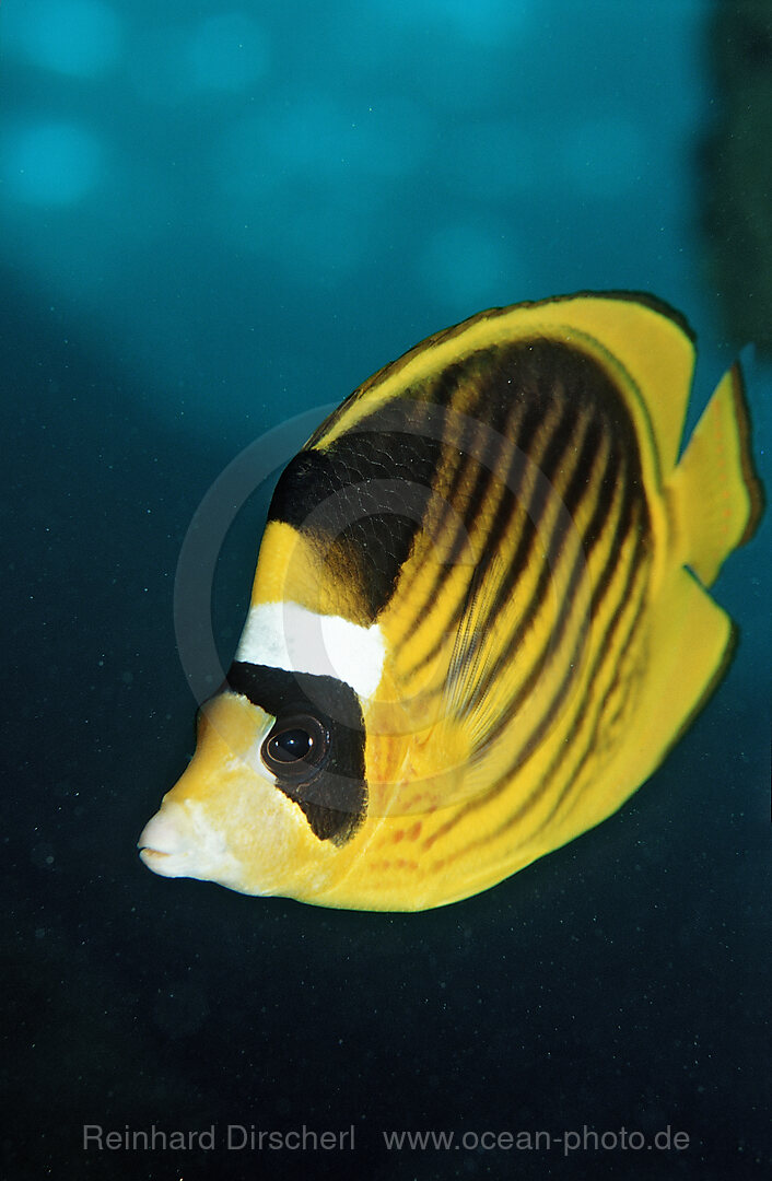 Tabak-Falterfisch