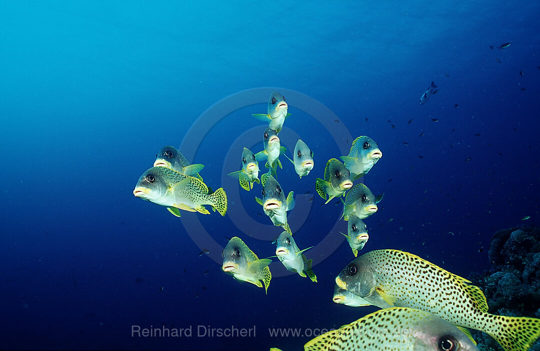 Blackspotted sweetlips