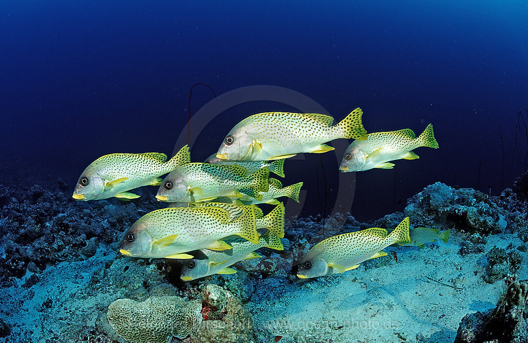 Blackspotted sweetlips