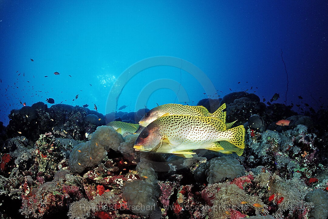 Blackspotted sweetlips