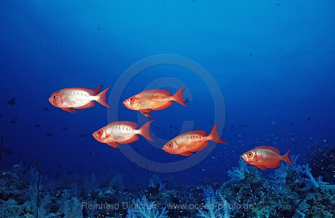 Grossaugenbarsche, Priacanthus hamrur, Afrika, Rotes Meer, Sudan