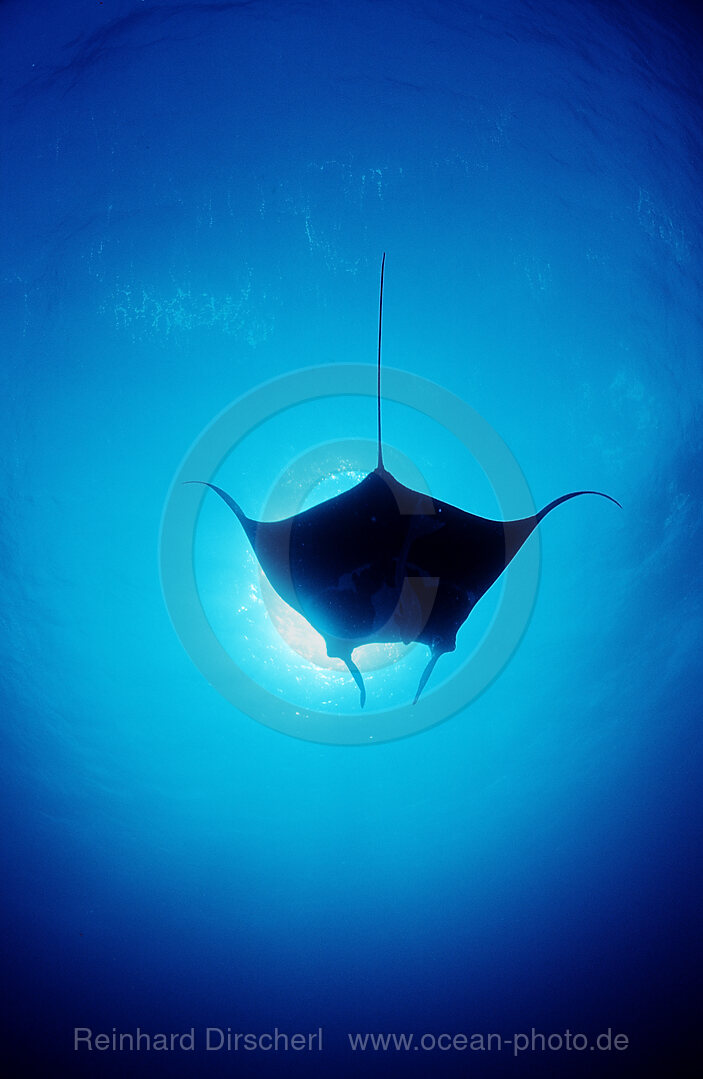 Mantarochen