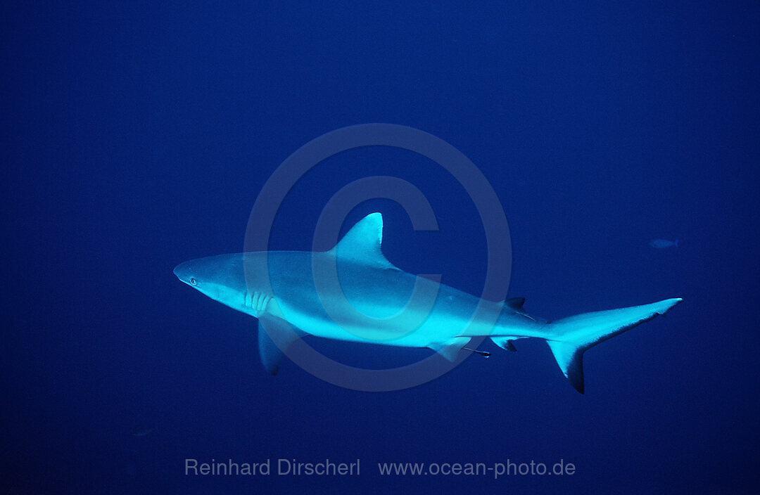 Grey reef shark