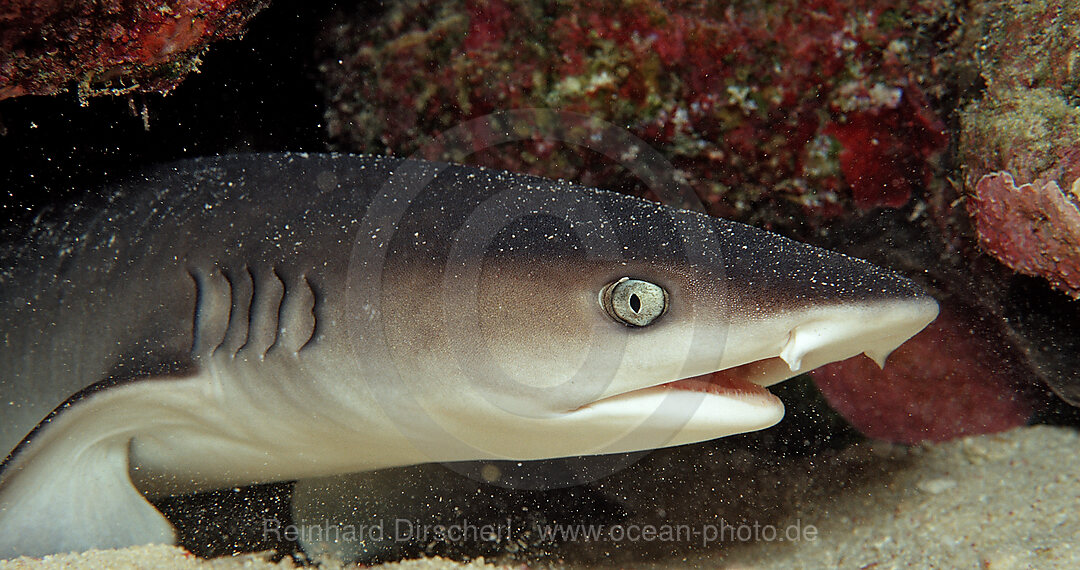 Weissspitzen-Riffhai, Triaenodon obesus, Afrika, Rotes Meer, Sudan