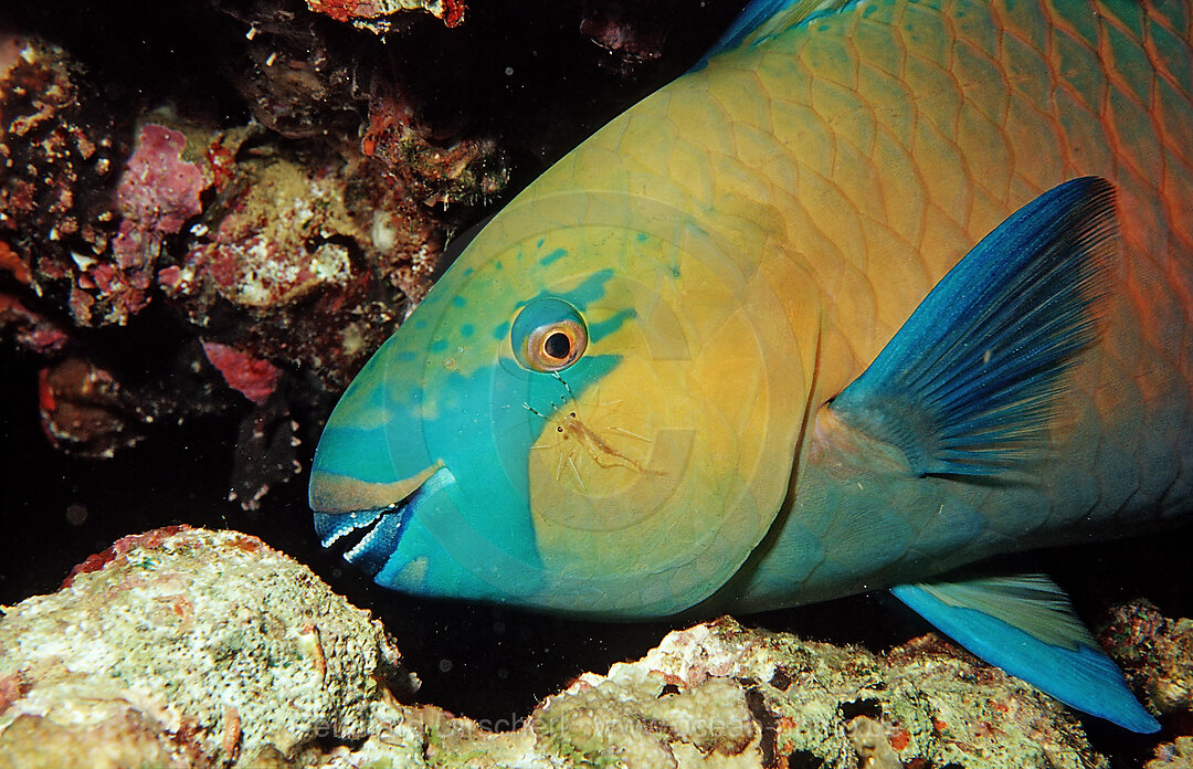 Greentroat parrotfishes