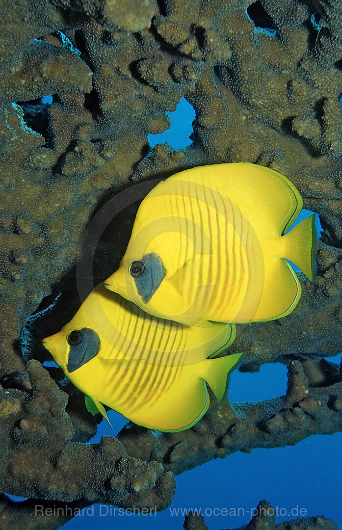 Two Masked Butterflyfishes