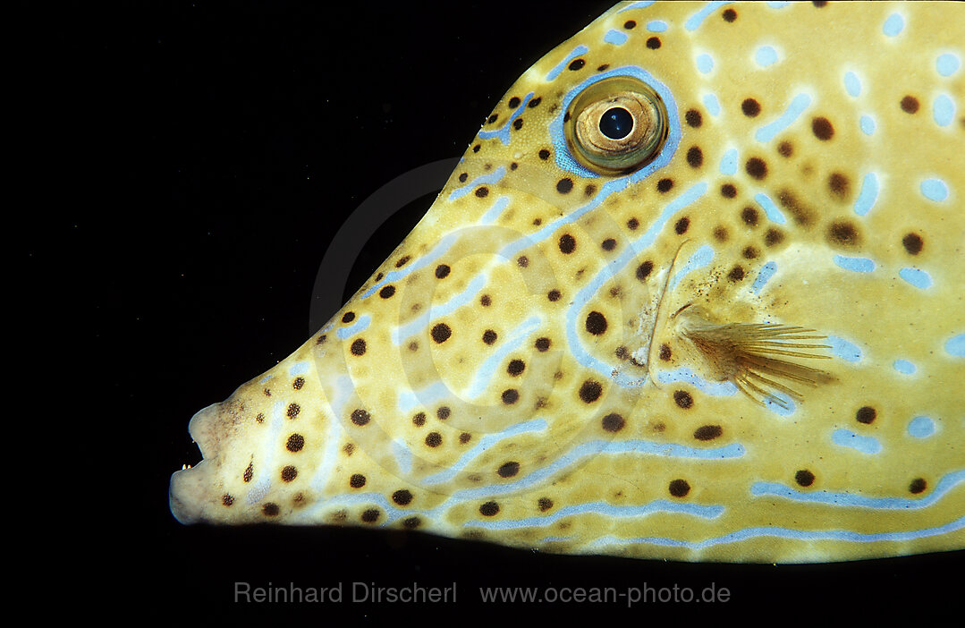 Schrift-Feilenfisch