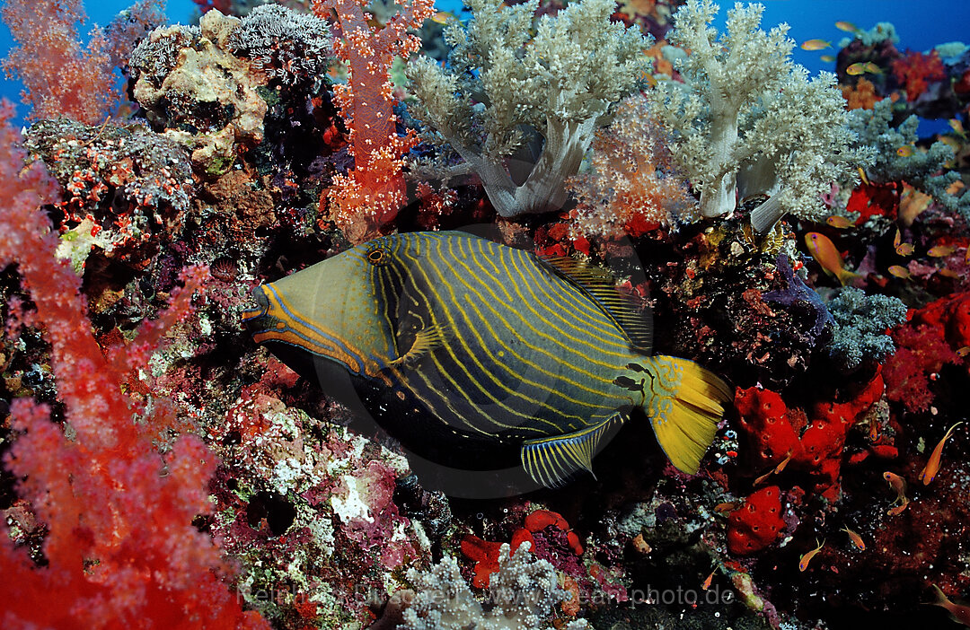 Orangestreifen-Drueckerfisch, Balistapus undulatus, Afrika, Rotes Meer, Sudan