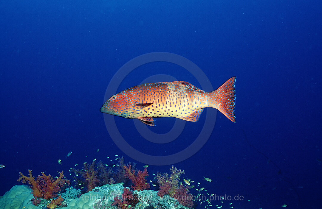 Saddleback coral trout