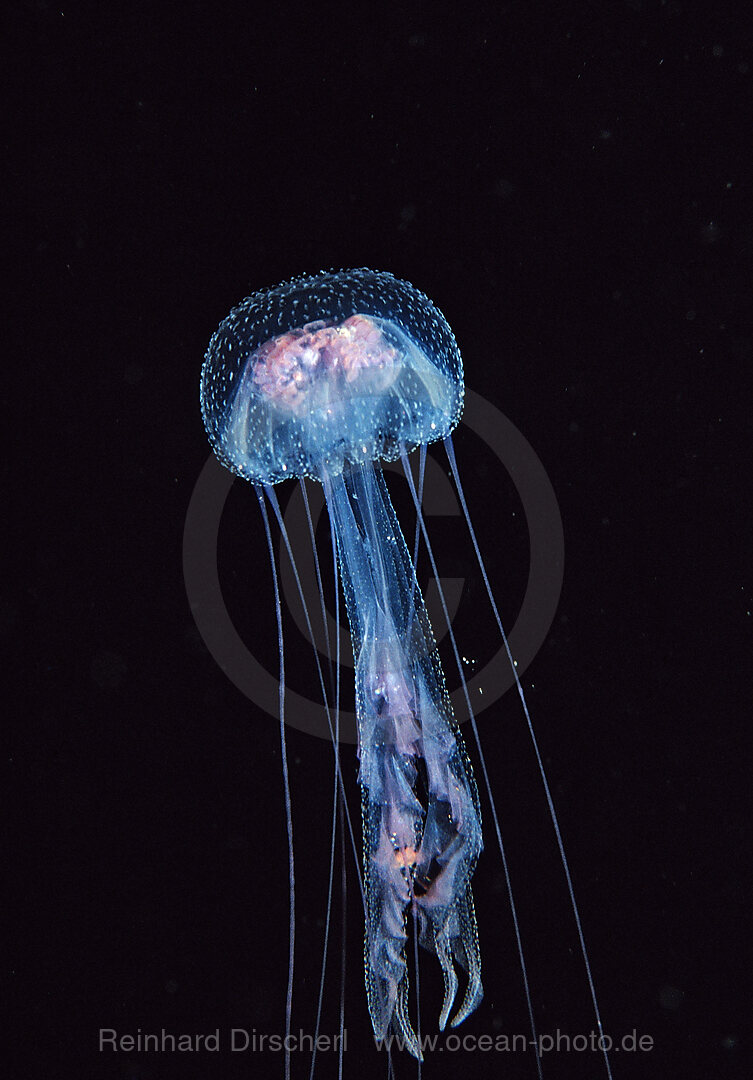 Leuchtqualle, Pelagia noctiluca, Afrika, Rotes Meer, Sudan