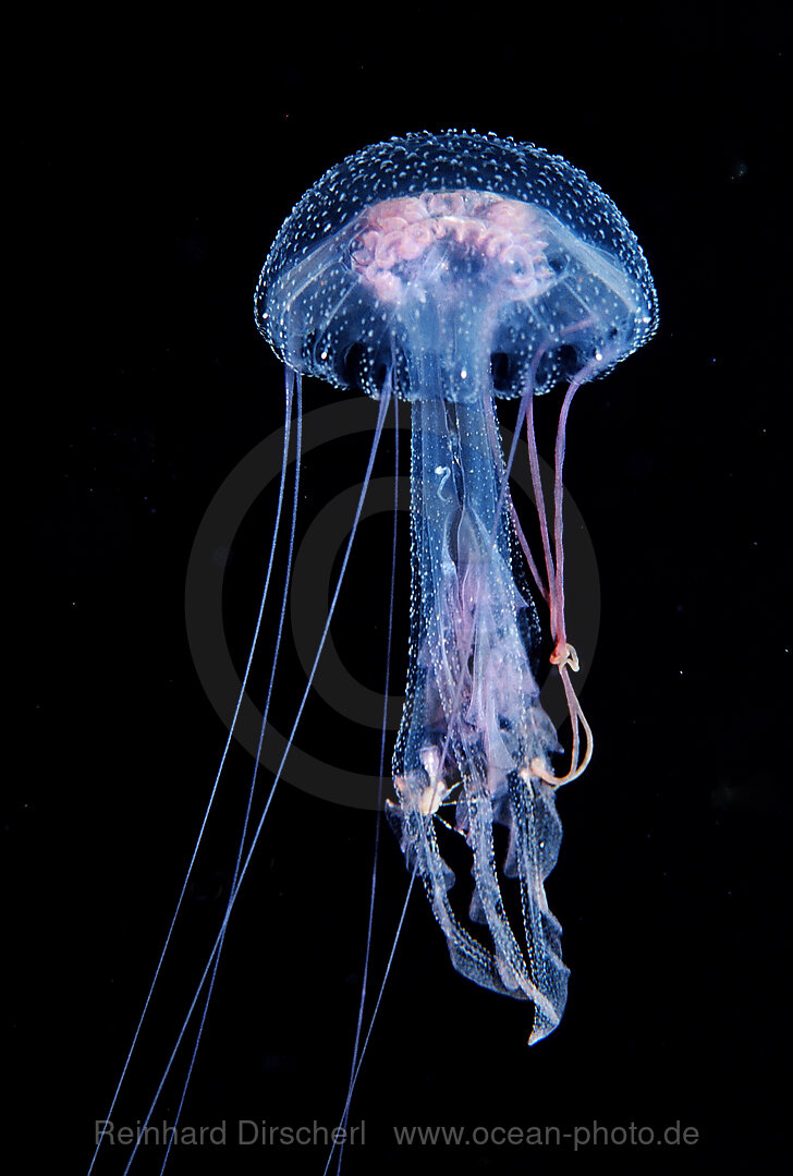 Leuchtqualle