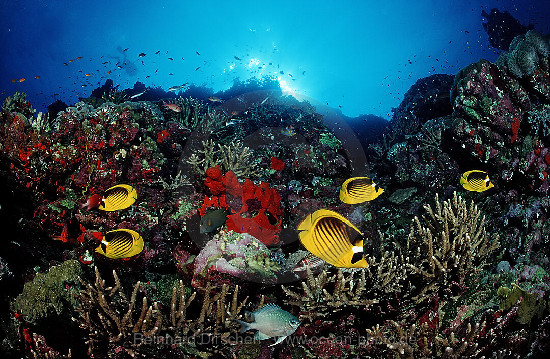 Tabak-Falterfische im Korallenriff