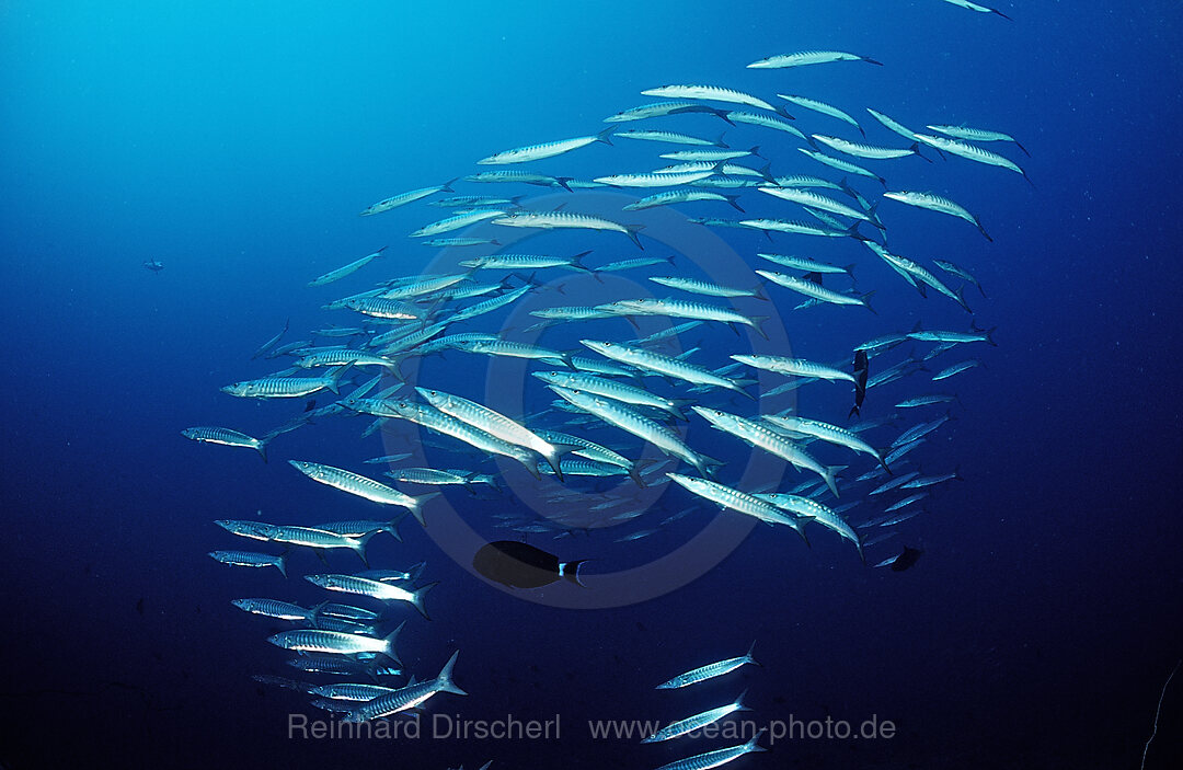 Dunkelflossen-Barrakudas, Sphyraena qenie, Afrika, Rotes Meer, Sudan