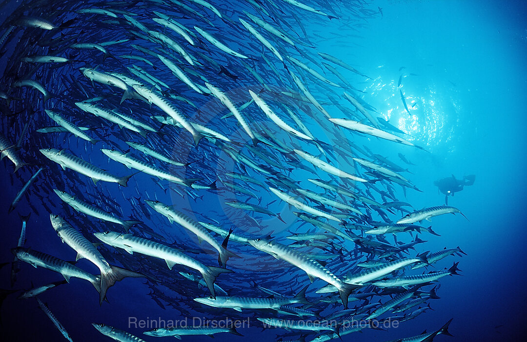 Blackfin barracuda