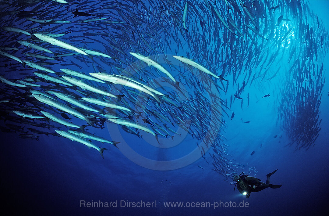 Blackfin barracuda
