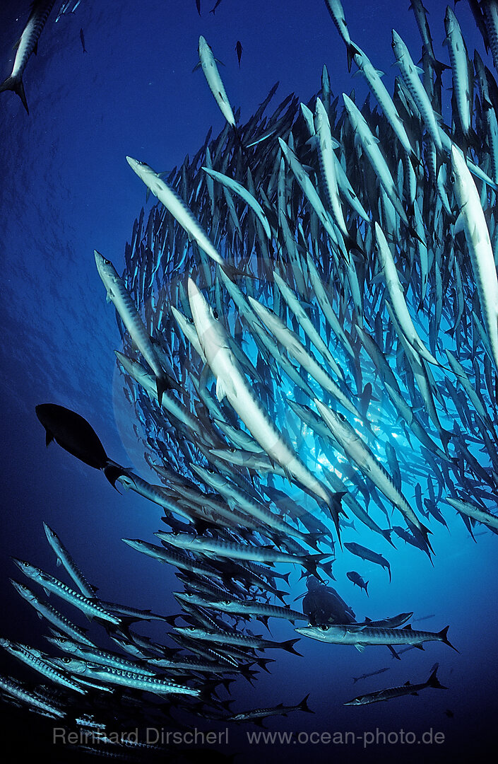 Blackfin barracuda