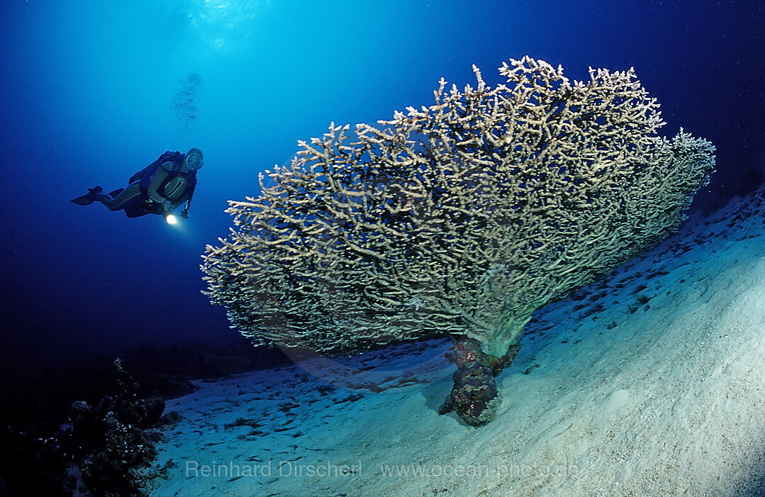 Scuba diver and Table coral