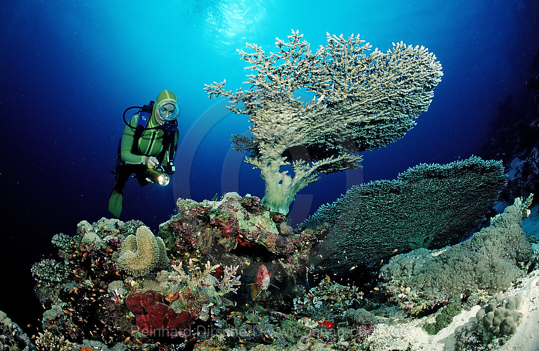 Taucher und Tischkoralle, Acropora divaricata, Afrika, Rotes Meer, Sudan