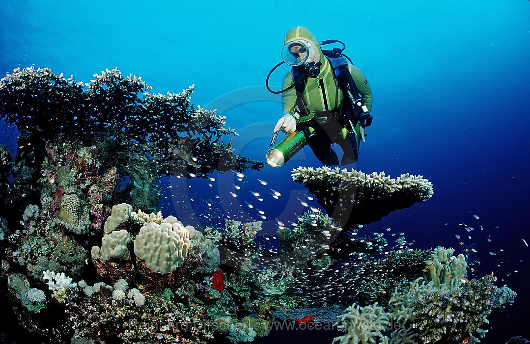 Scuba diver and Table coral