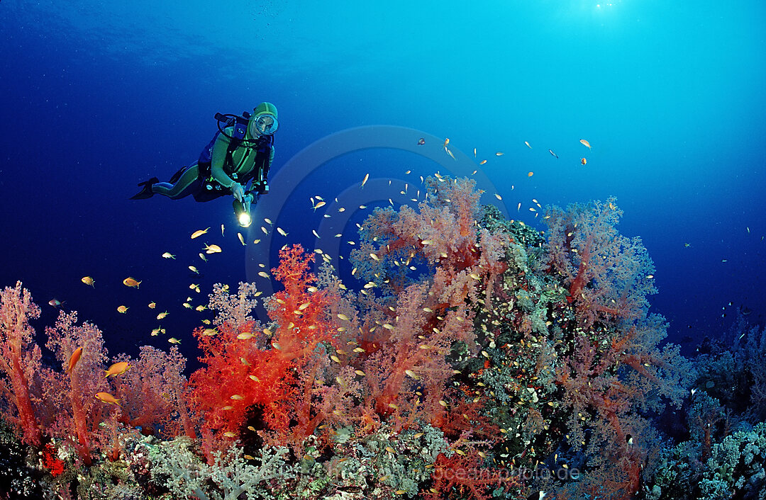 Taucher und Rote Weichkorallen, Acropora divaricata, Afrika, Rotes Meer, Sudan