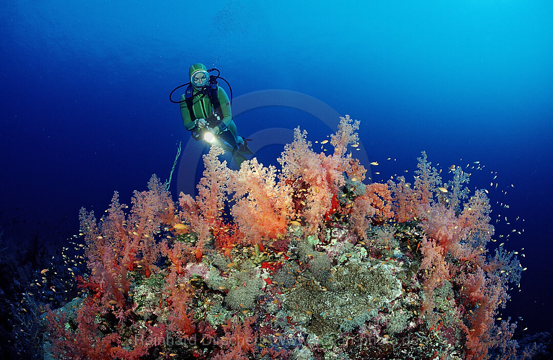 Taucher und Rote Weichkorallen, Acropora divaricata, Afrika, Rotes Meer, Sudan