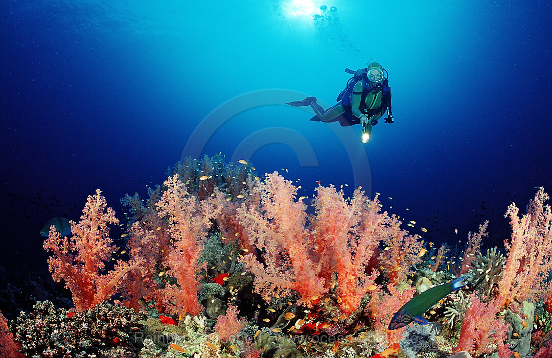 Taucher und Rote Weichkorallen, Acropora divaricata, Afrika, Rotes Meer, Sudan