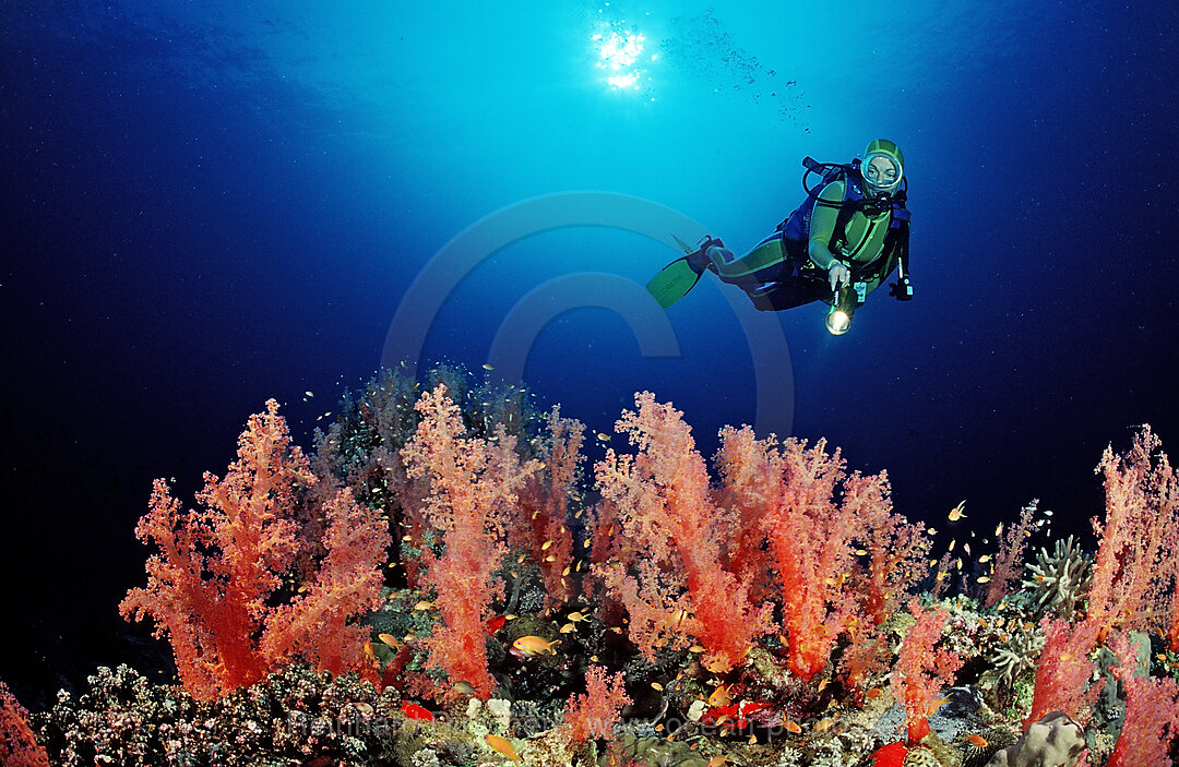 Taucher und Rote Weichkorallen, Acropora divaricata, Afrika, Rotes Meer, Sudan