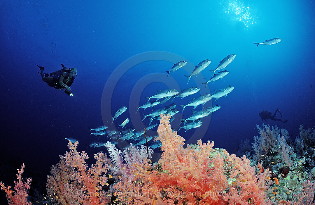 Taucher und Korallenriff, Acropora divaricata, Afrika, Rotes Meer, Sudan