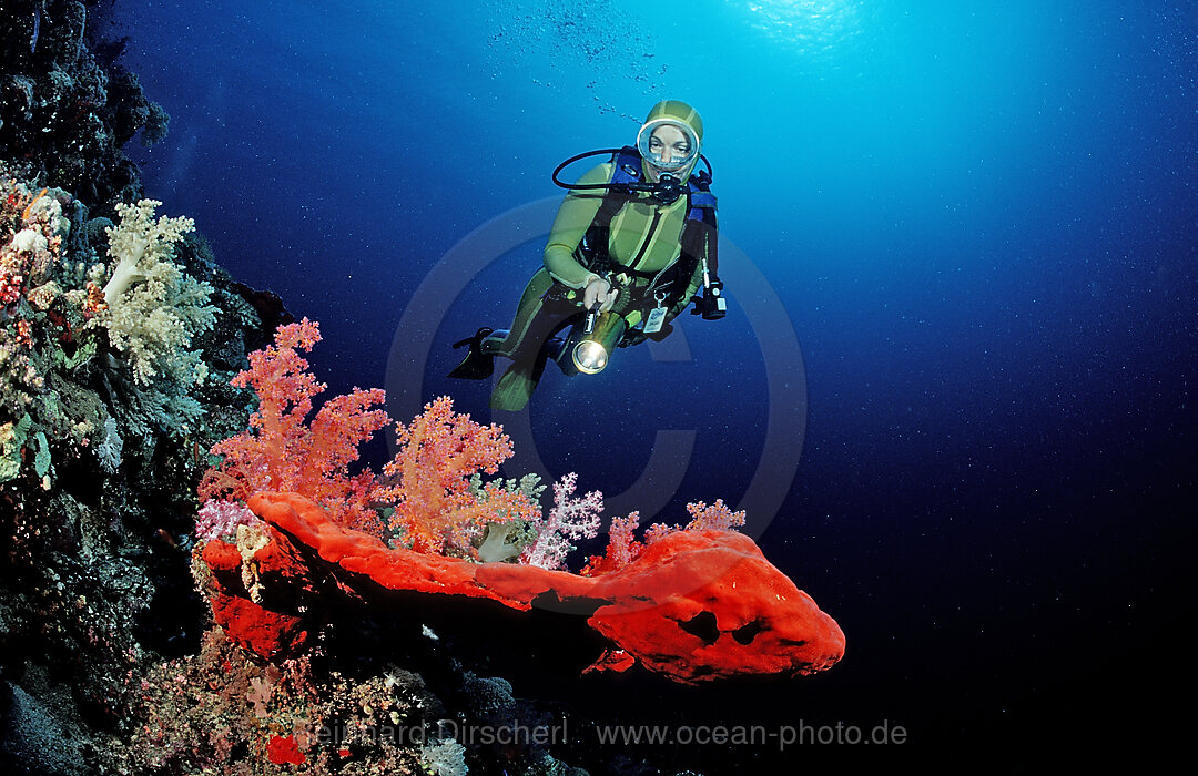 Taucher und Rote Weichkorallen