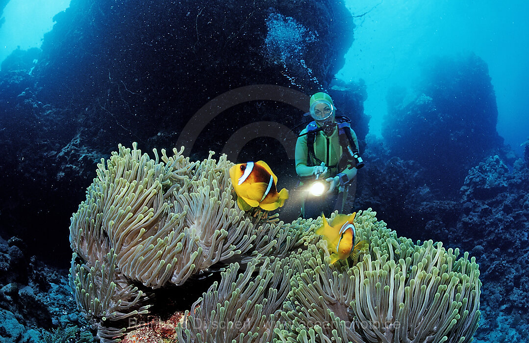 Rotmeer-Anemonenfisch und Taucher, Amphiprion bicinctus, Afrika, Rotes Meer, Sudan