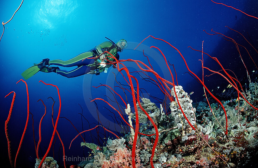 Scuba diver and Red whip corals