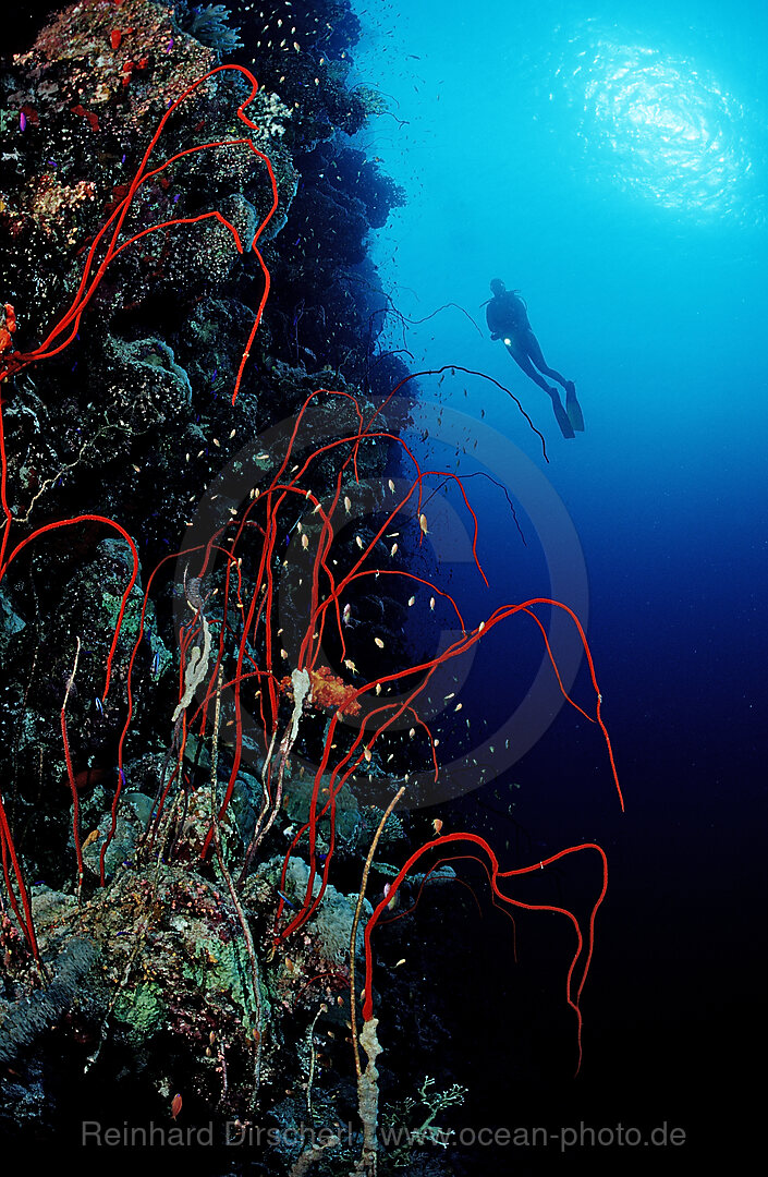 Scuba diver and Red whip corals