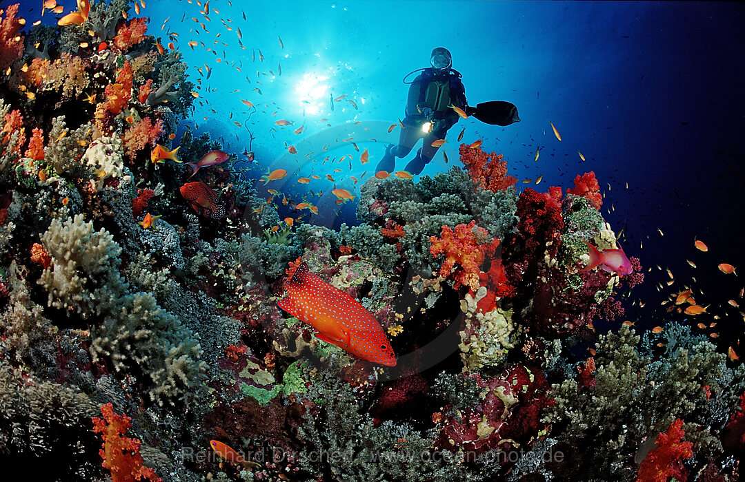 Coral grouper and scuba diver