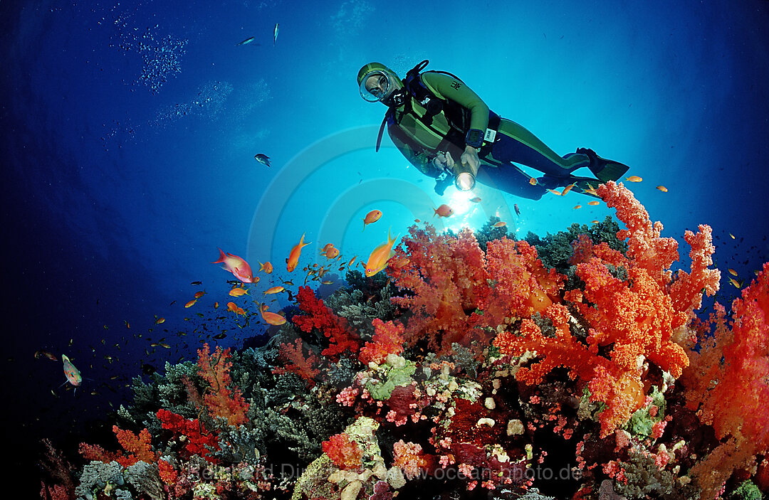 Taucher und Rote Weichkorallen, Acropora divaricata, Afrika, Rotes Meer, Sudan