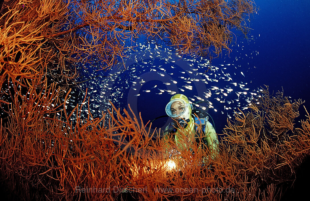 Scuba diver and Black coral and Pygmy sweeper