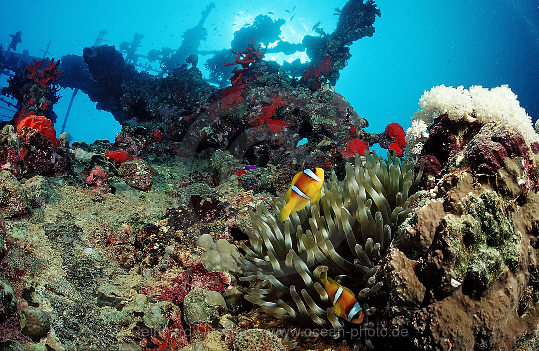 Rotmeer-Anemonenfisch am Schiffswrack Umbria, Amphiprion bicinctus, Afrika, Rotes Meer, Wingate Riff, Sudan