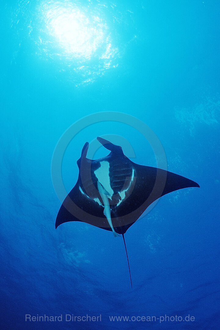 Manta ray