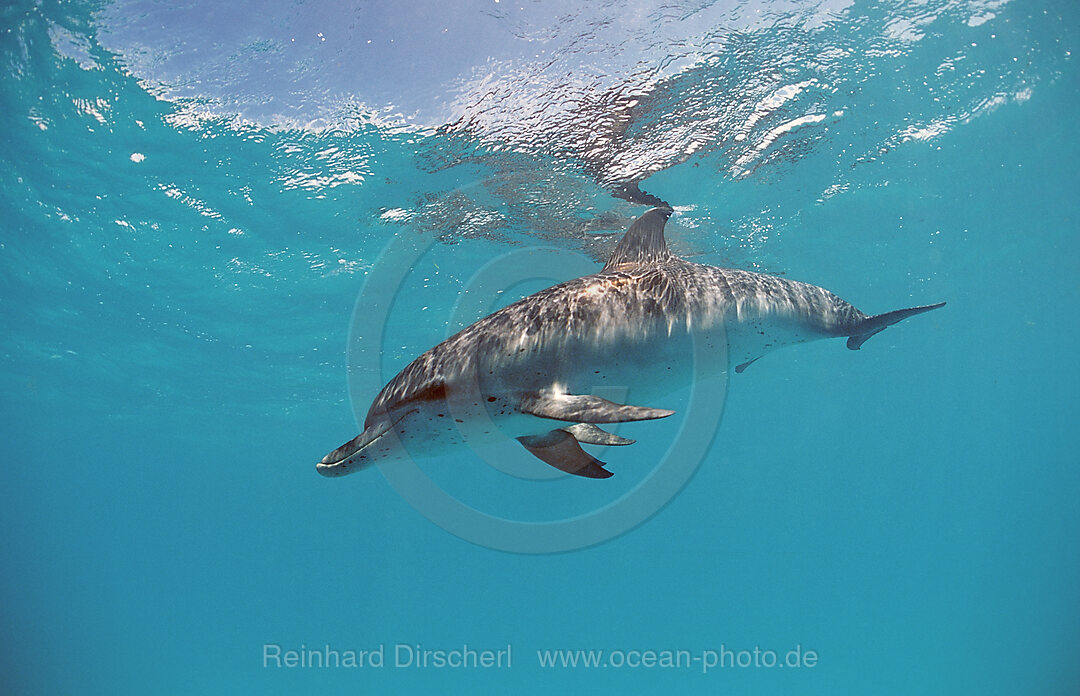 Atlantischer Fleckendelfin, Zuegeldelfin, Stenella frontalis, Atlantischer Ozean, USA, FL, Florida