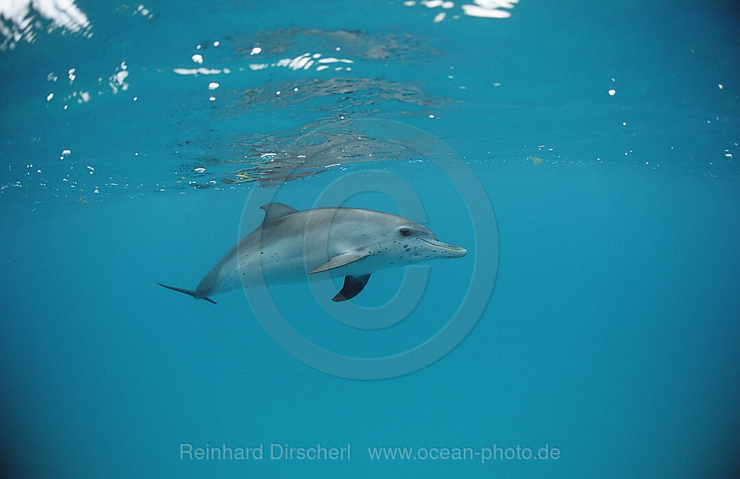 Atlantischer Fleckendelfin, Zuegeldelfin, Stenella frontalis, Atlantischer Ozean, USA, FL, Florida